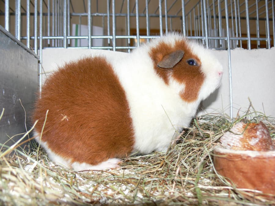 2025-11-12-morčata plísně-553602442_24879751048286158.jpg